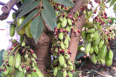 Averrhoa bilimbi